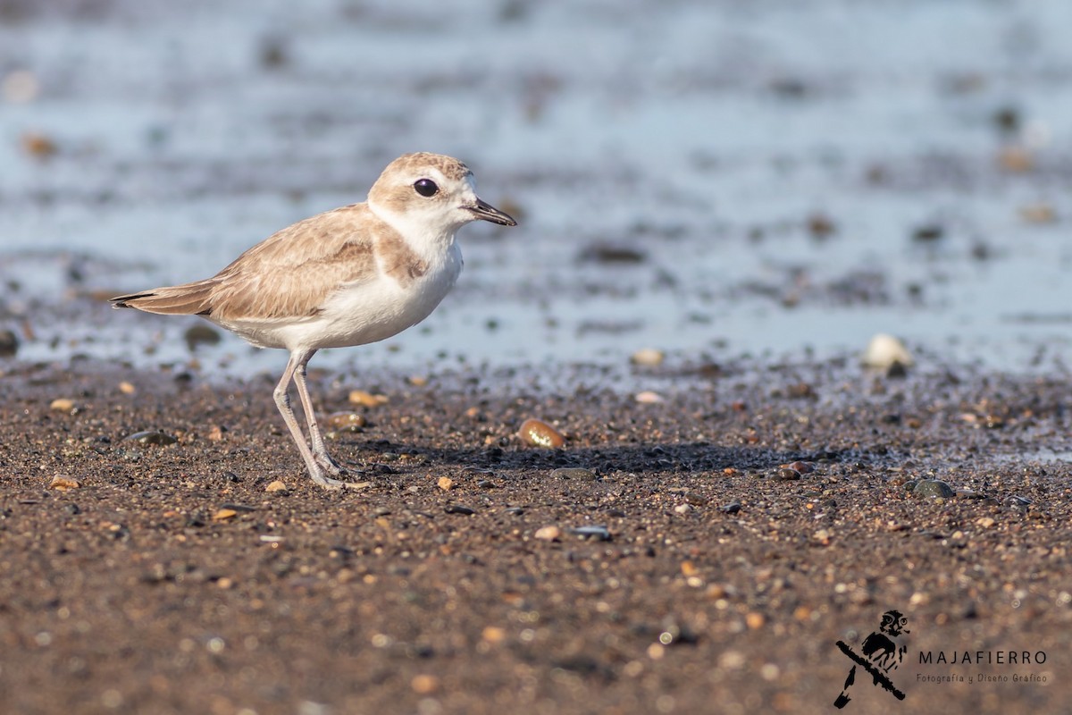 Snowy Plover - ML609735991