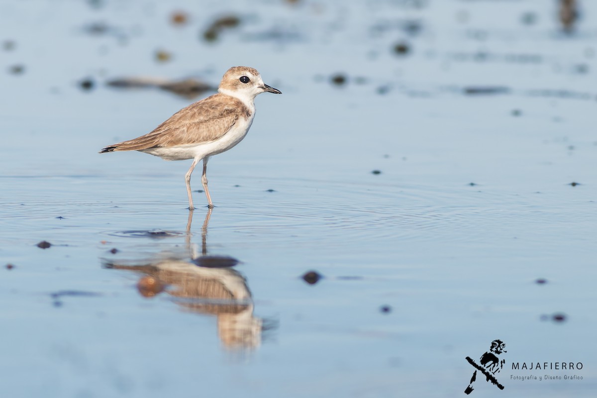 Snowy Plover - ML609735993