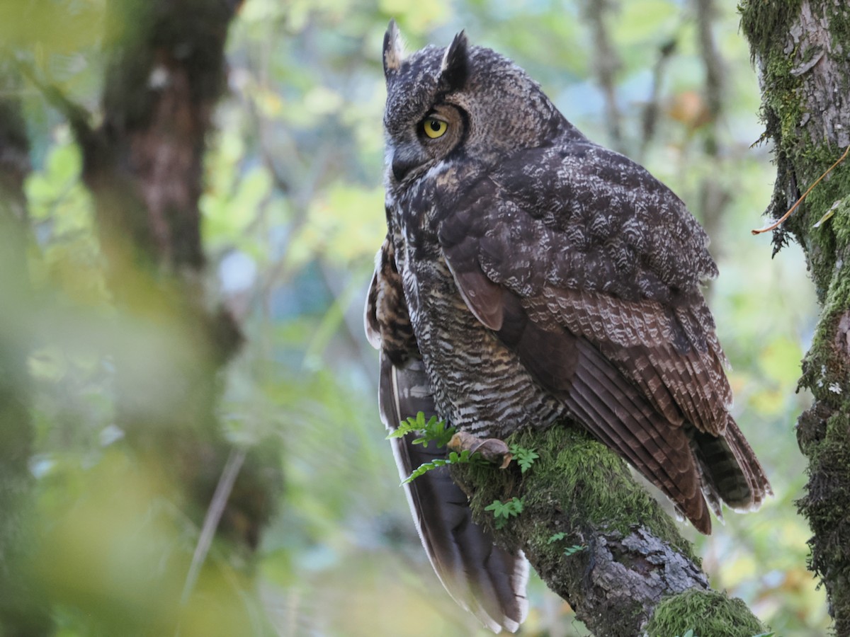 Great Horned Owl - Roshan Nepal