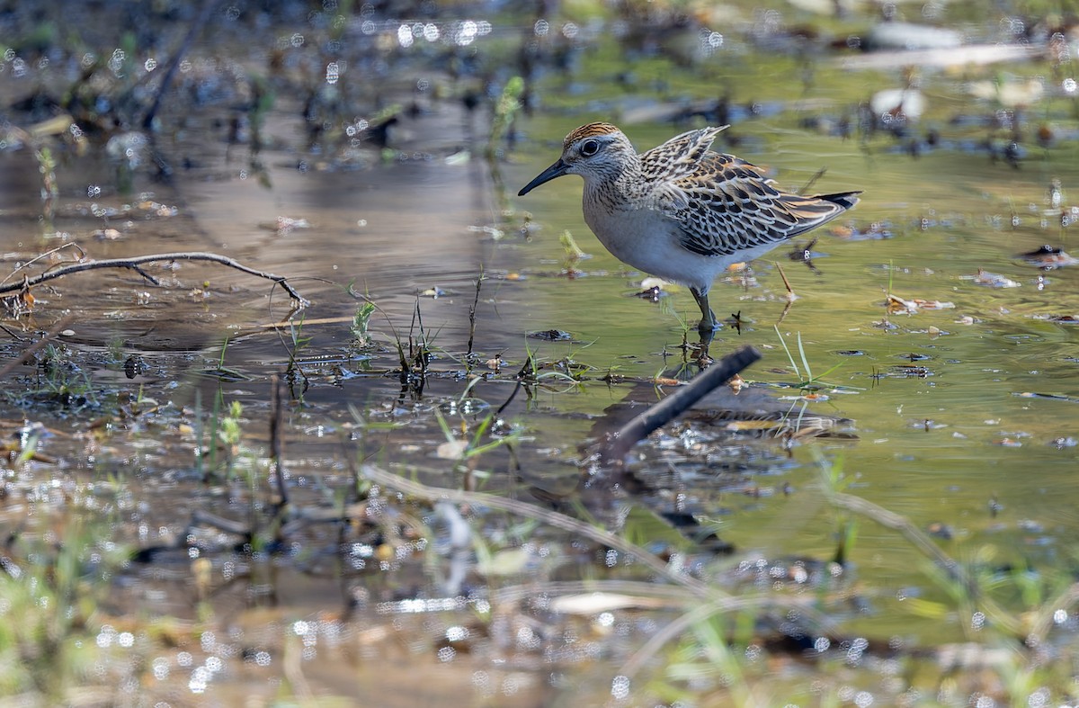 Sharp-tailed Sandpiper - Geoff Dennis