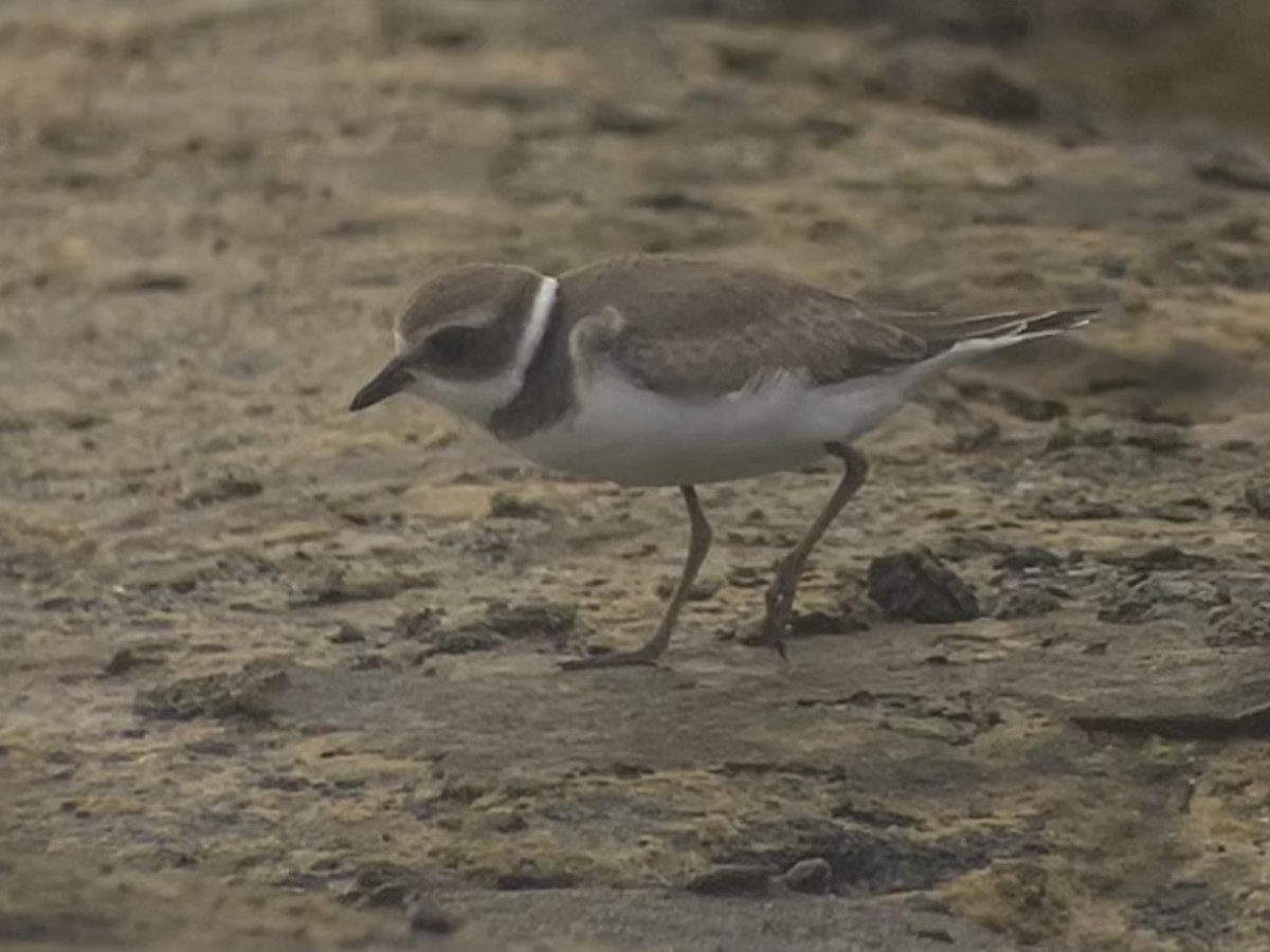 Semipalmated Plover - ML609736161