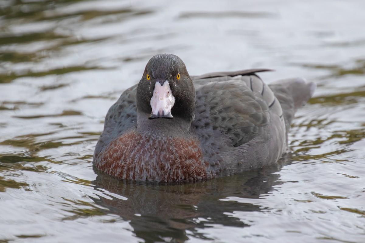 Canard bleu - ML609736181