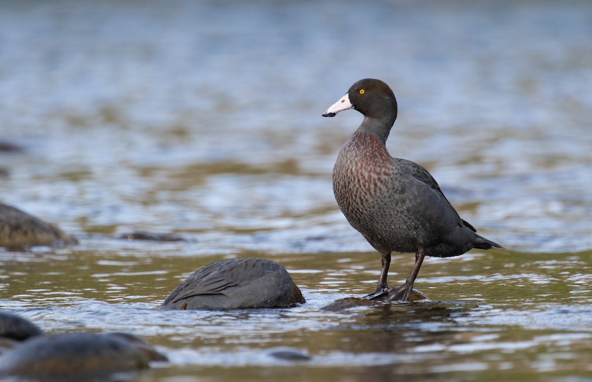 Blue Duck - ML609736184