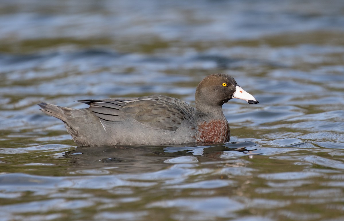 Blue Duck - Po-Wei Chi