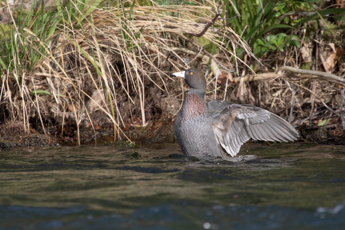 Canard bleu - ML609736191