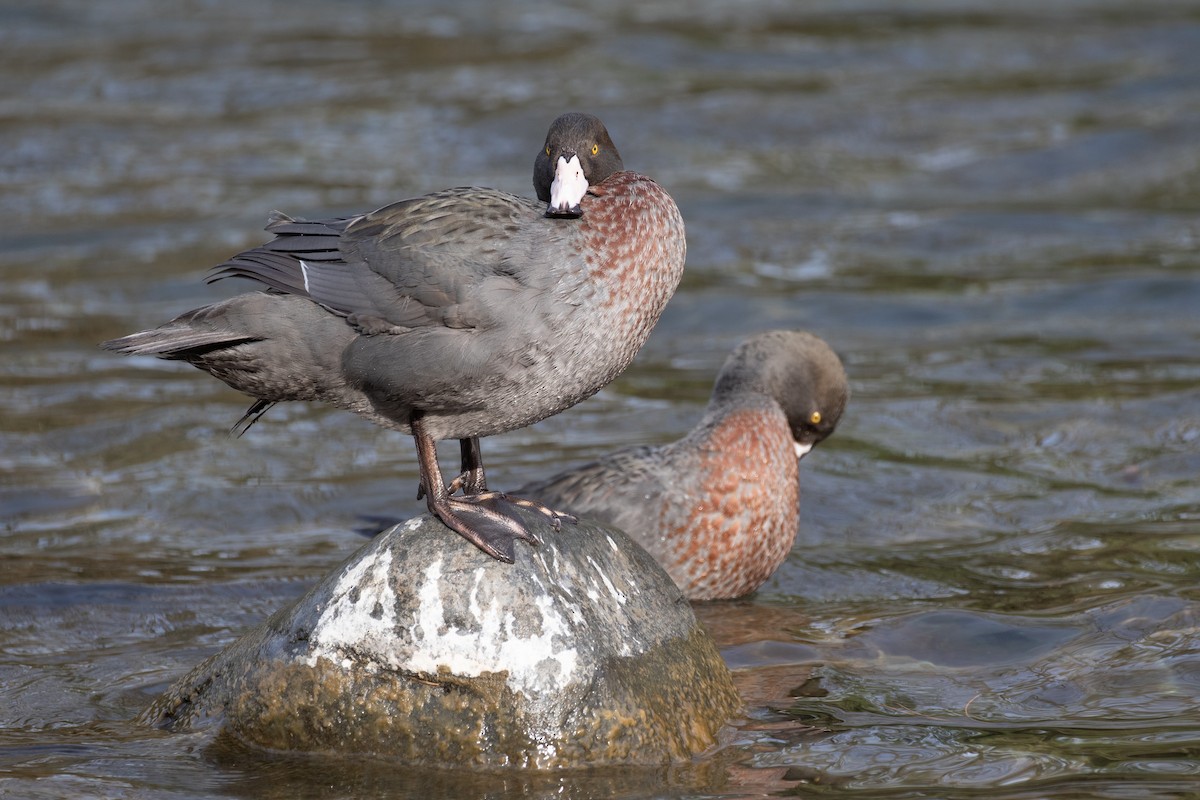 Blue Duck - Po-Wei Chi