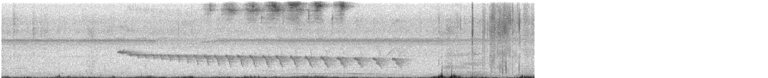 White-bellied Antbird - ML609736229