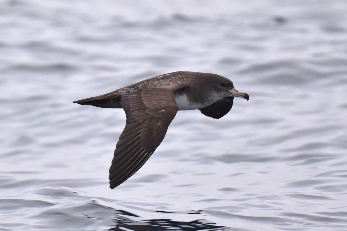 Pink-footed Shearwater - ML609736243