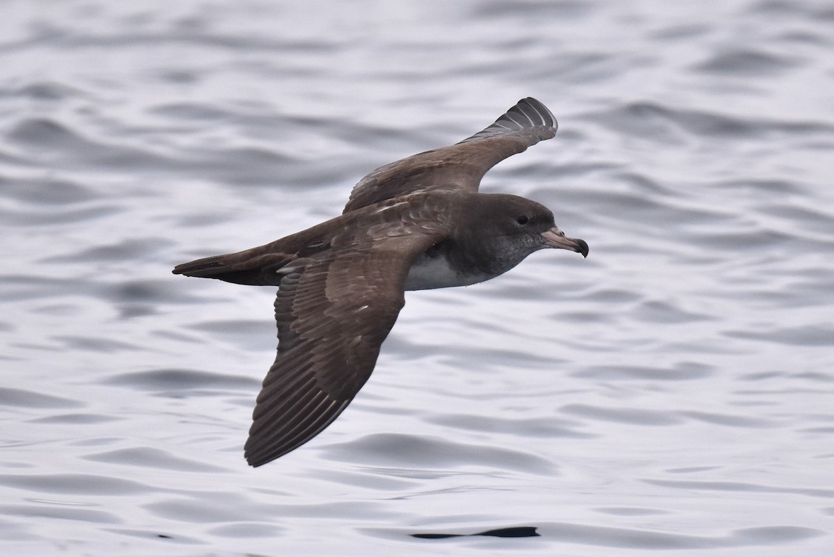 Pink-footed Shearwater - ML609736244