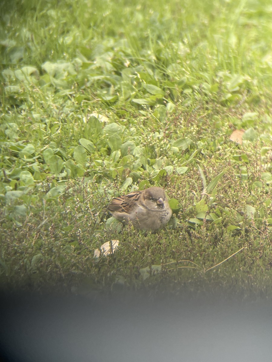 Passera oltremontana - ML609736272