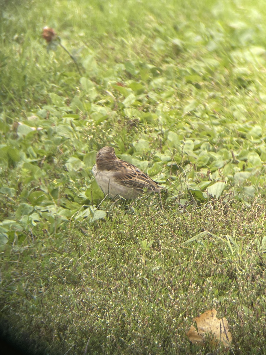 Passera oltremontana - ML609736273