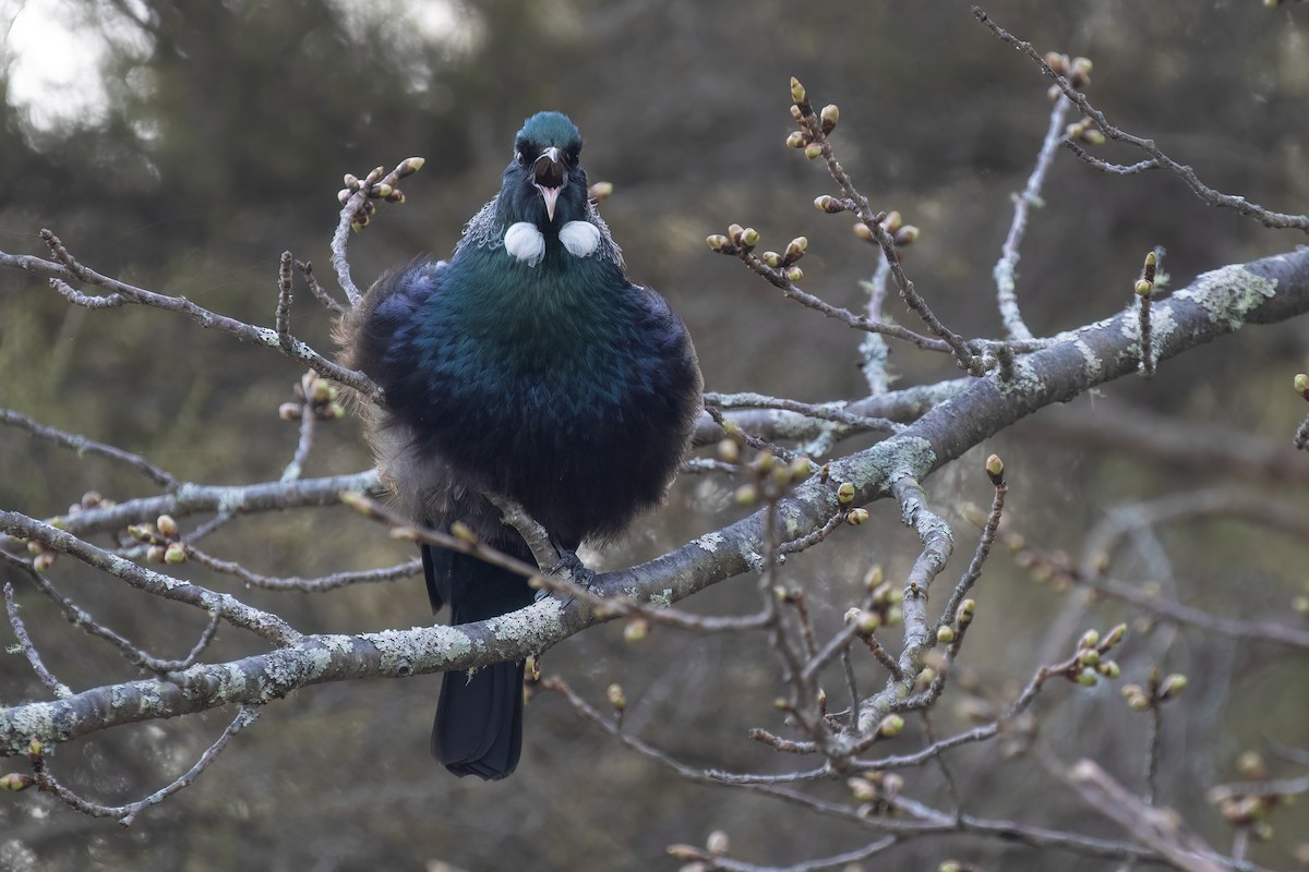 Méliphage tui - ML609736333