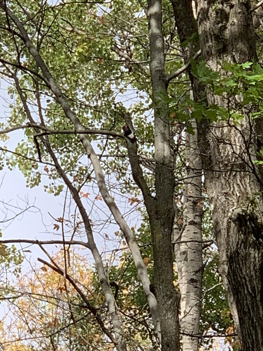 Red-headed Woodpecker - ML609736336