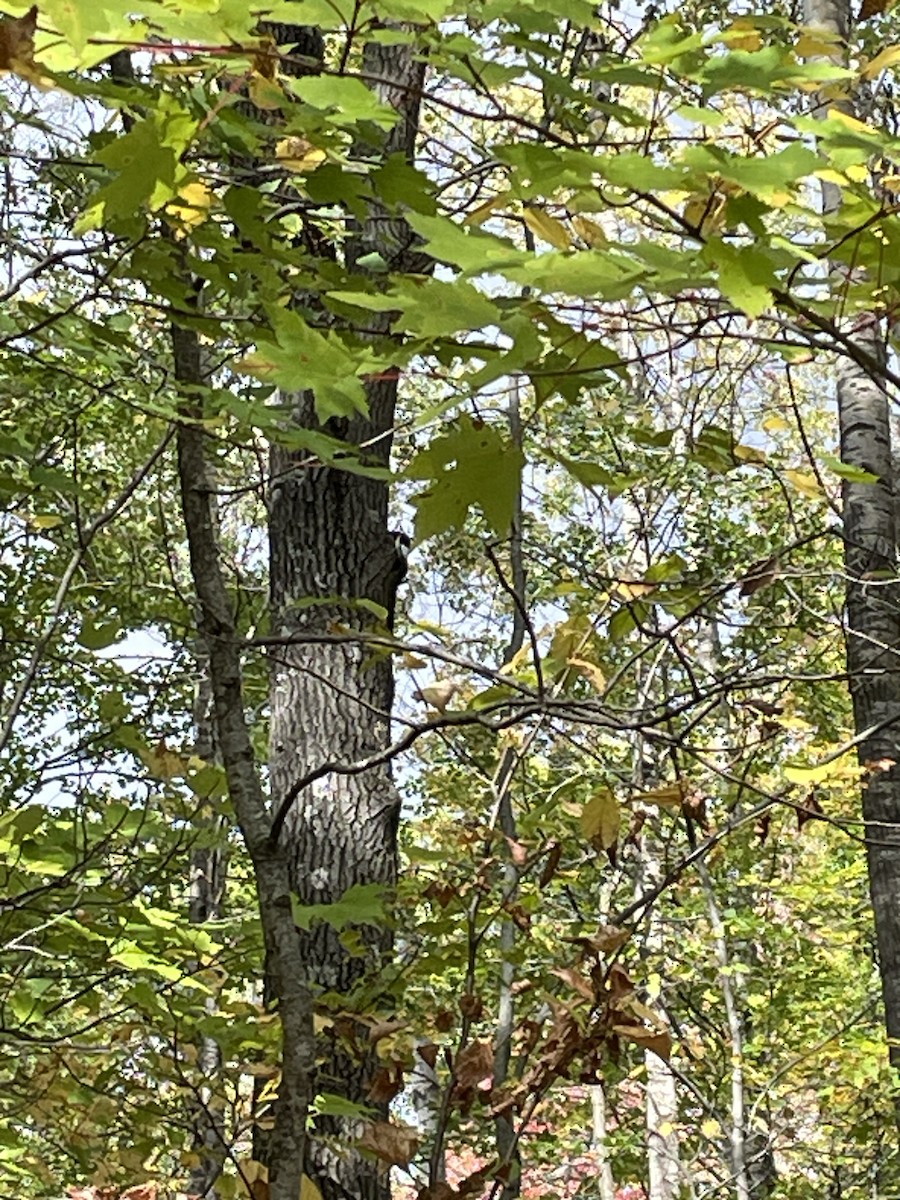 Red-headed Woodpecker - ML609736337