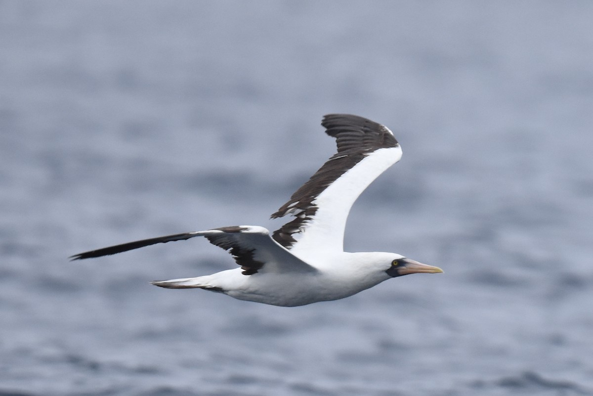 Nazca Booby - Naresh Satyan