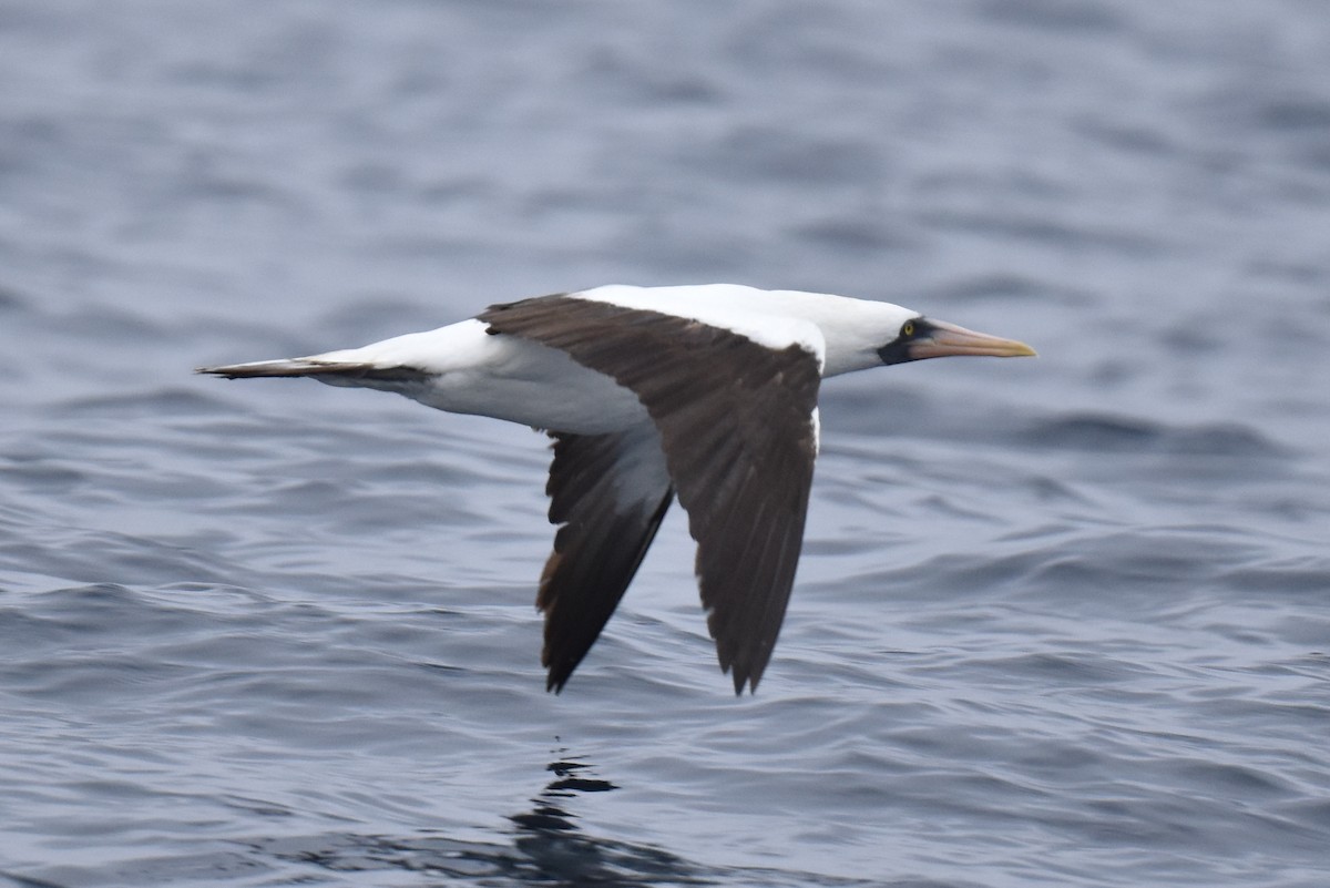 Nazca Booby - Naresh Satyan