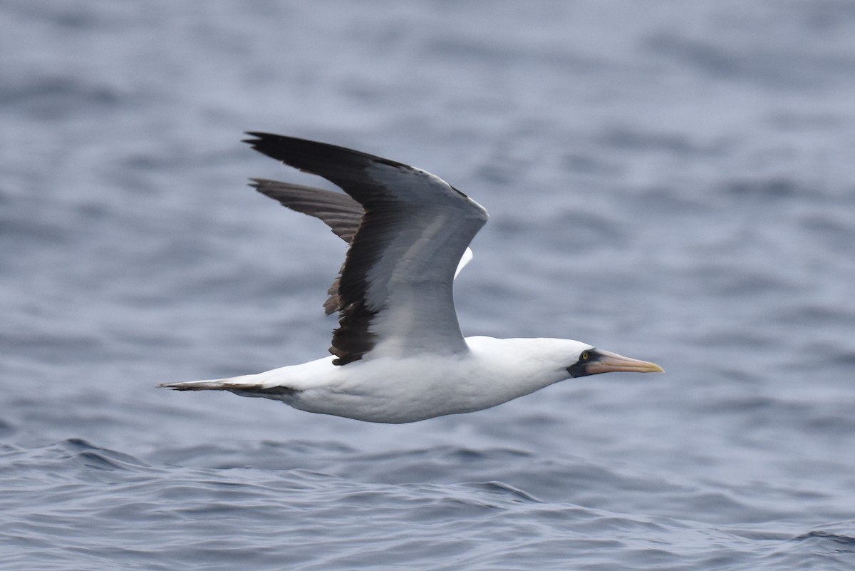 Nazca Booby - ML609736341