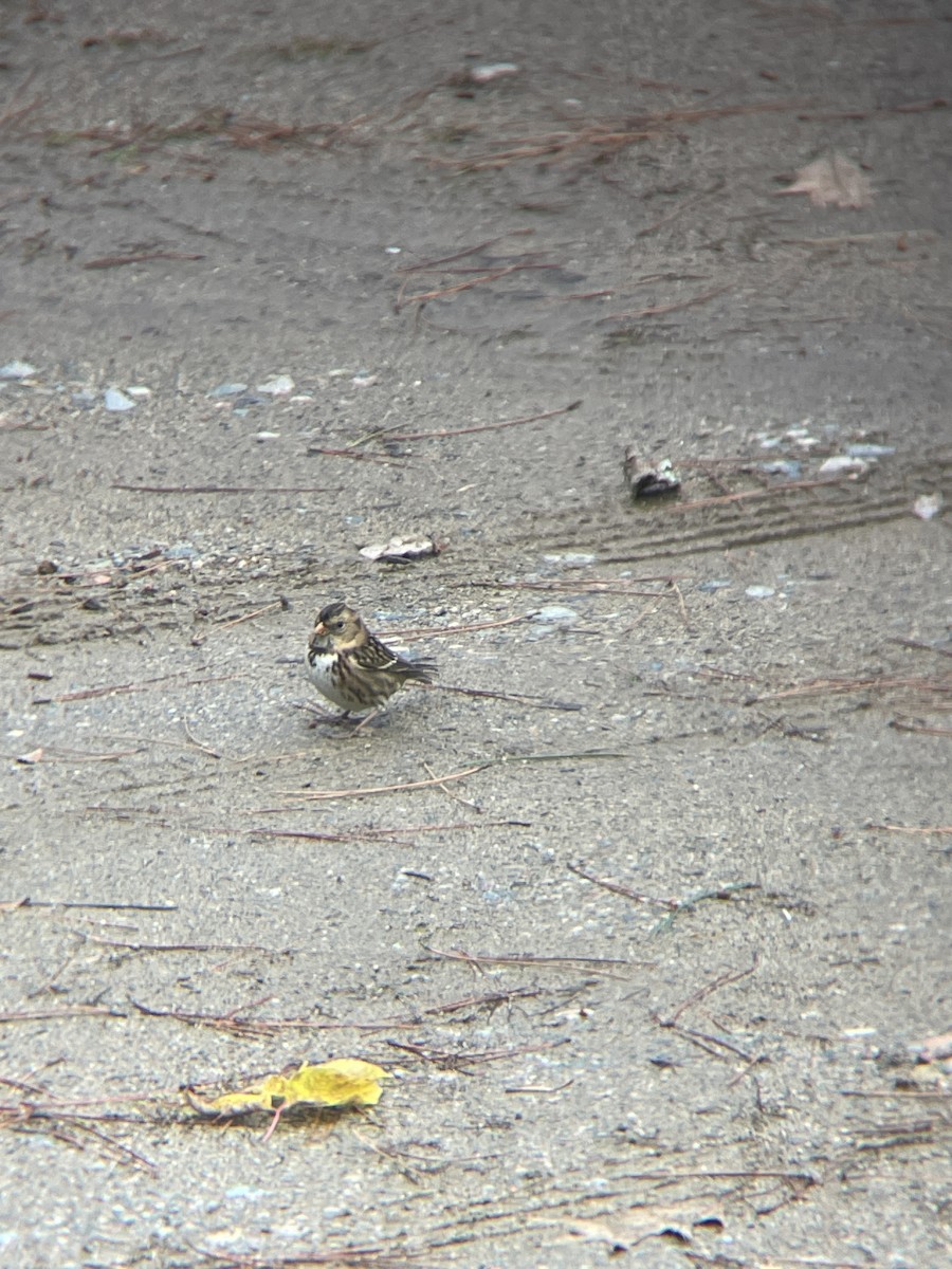 Harris's Sparrow - ML609736410