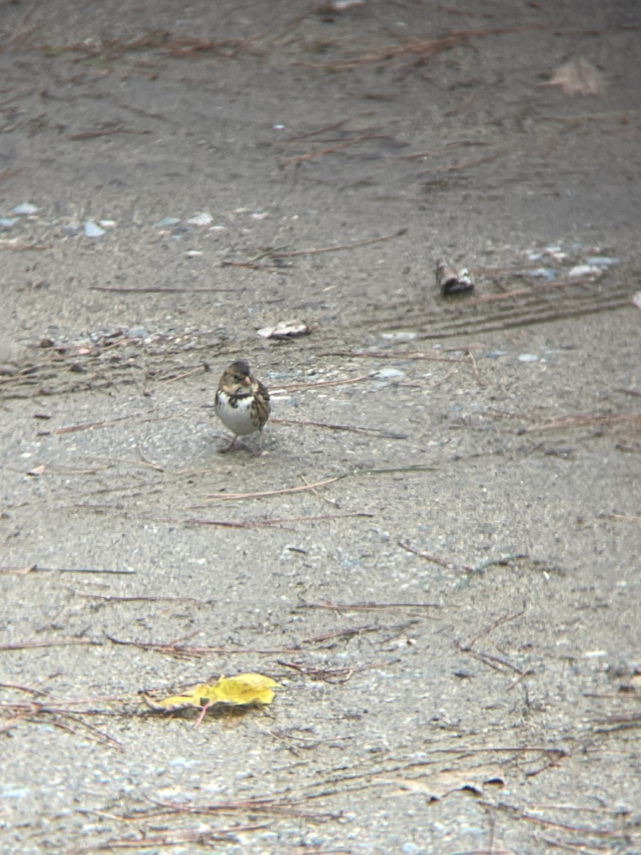Harris's Sparrow - ML609736411