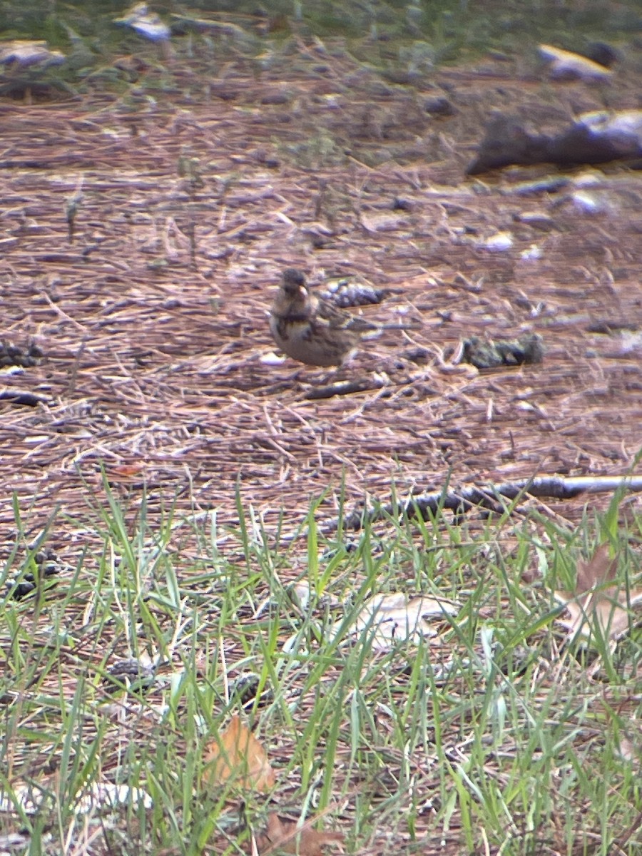 Harris's Sparrow - ML609736412