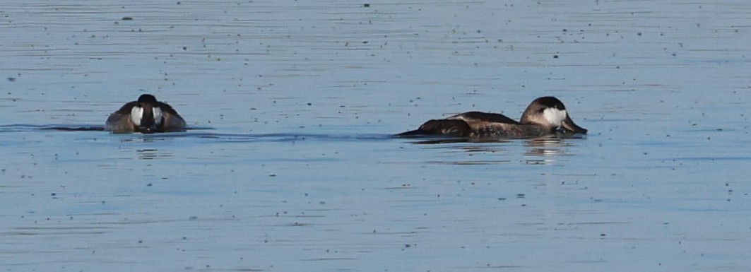 Ruddy Duck - ML609736421