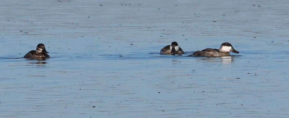 Ruddy Duck - ML609736422