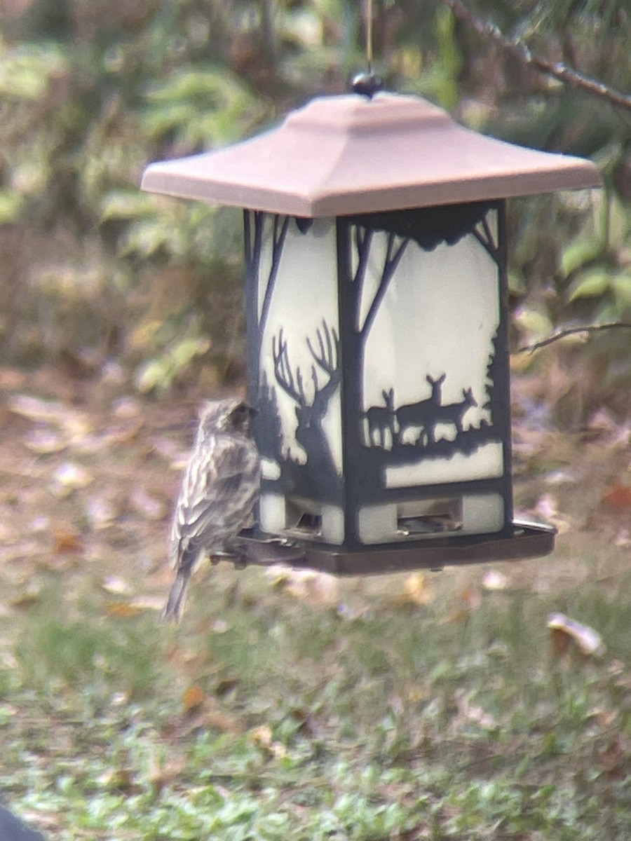 Purple Finch - ML609736430