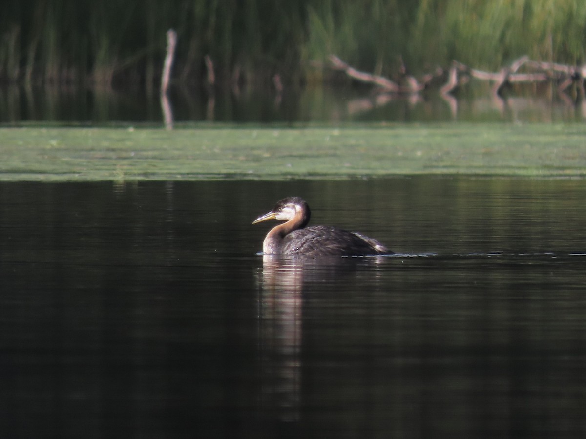 Red-necked Grebe - ML609736507