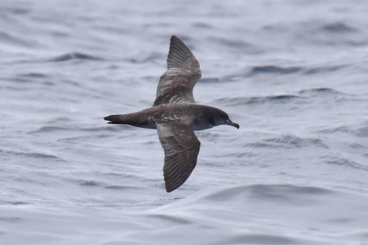 Pink-footed Shearwater - ML609736509