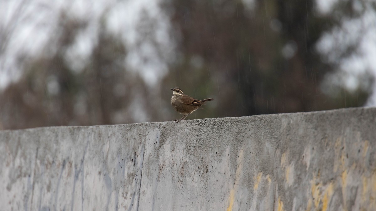 Buff-winged Cinclodes - ML609736718