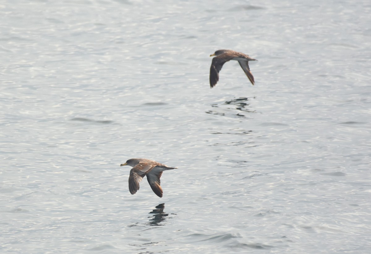 Cory's Shearwater - ML609736723