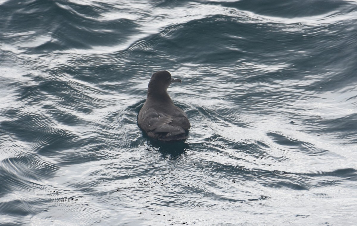 Sooty Shearwater - ML609736732