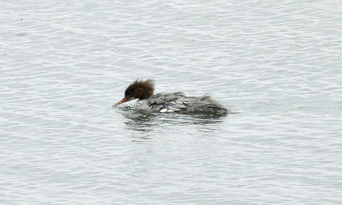 Common Merganser - ML609736733