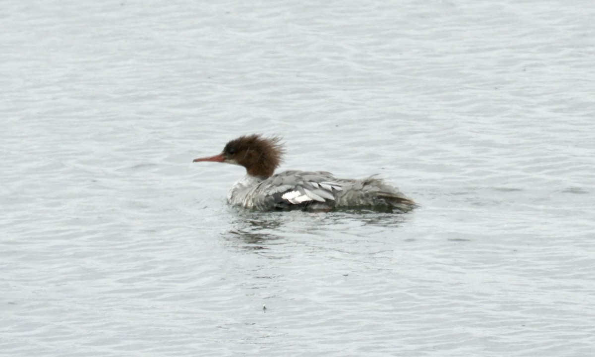 Common Merganser - ML609736734