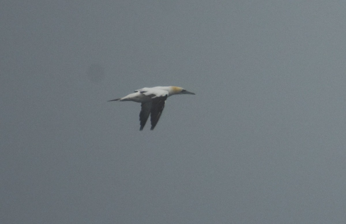 Northern Gannet - ML609736740