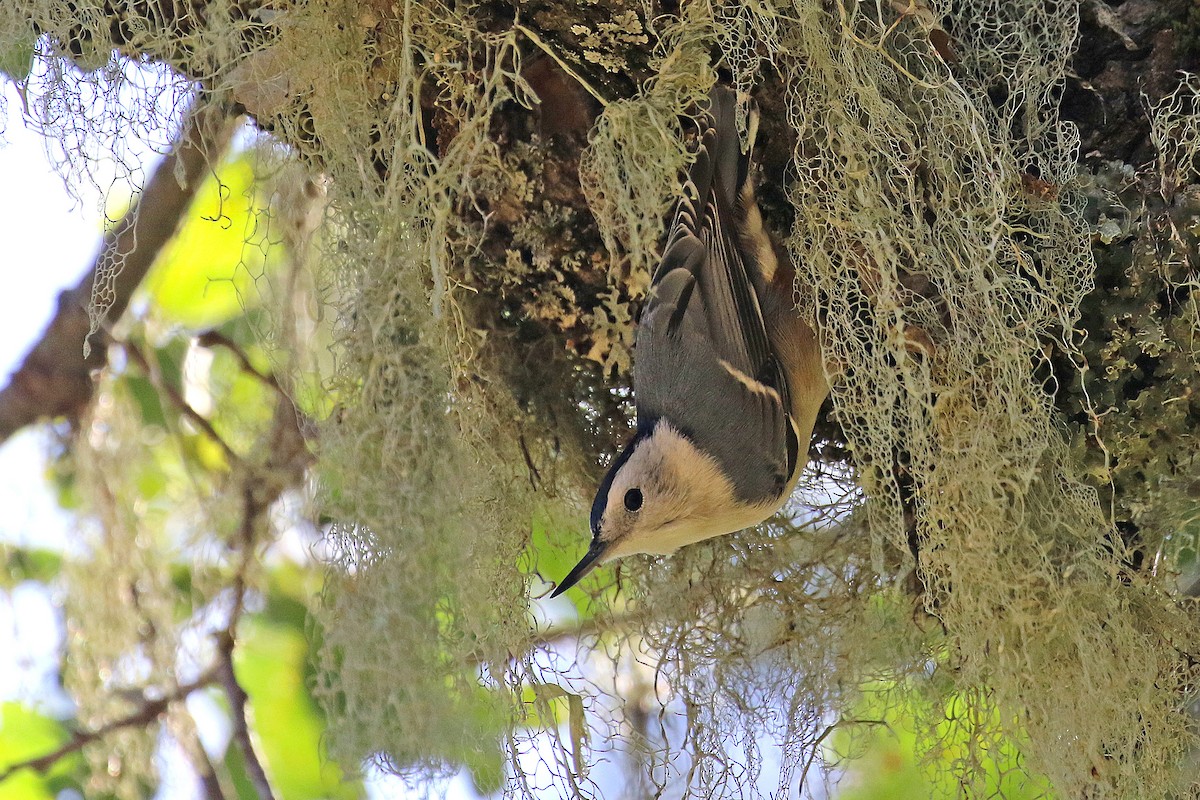 White-breasted Nuthatch - ML609736798