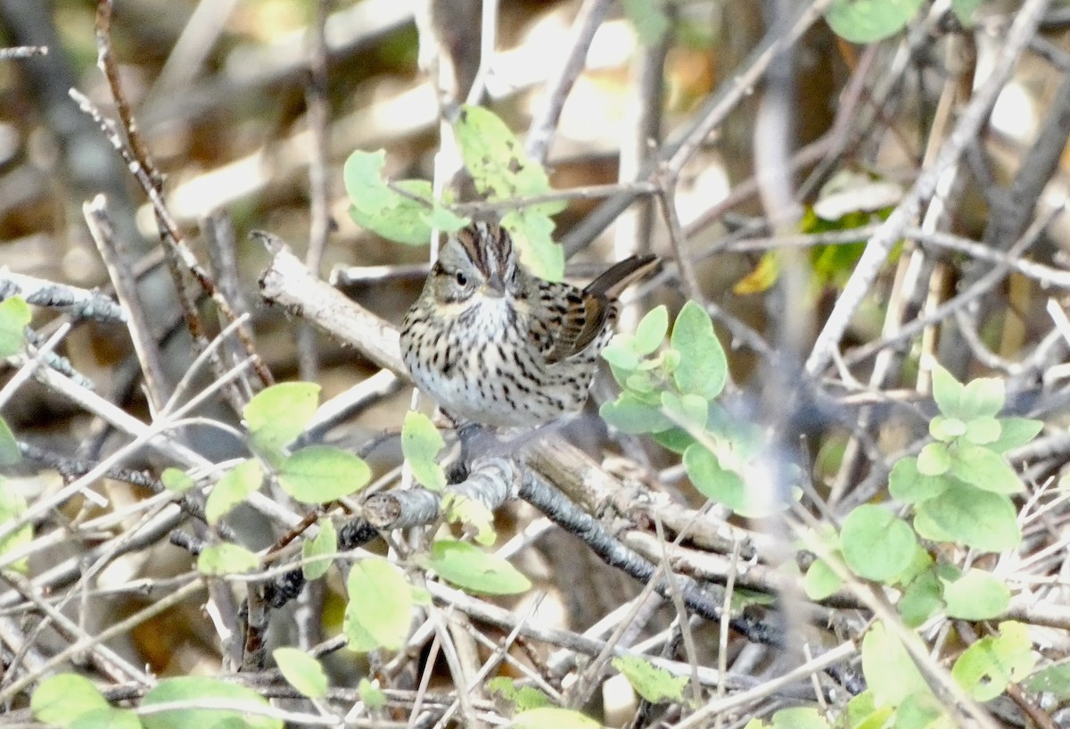 Lincoln's Sparrow - ML609736834