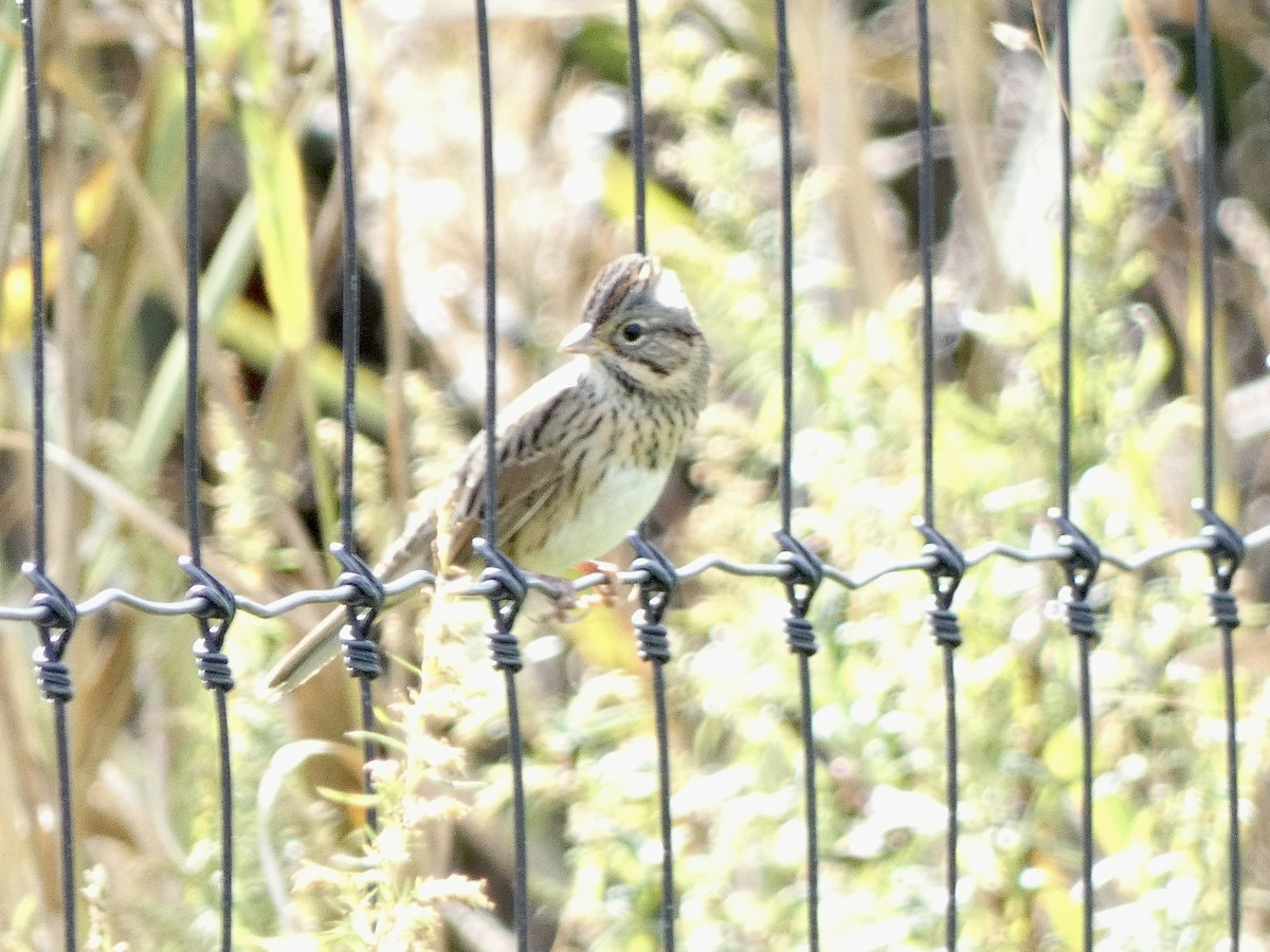 Lincoln's Sparrow - ML609736836