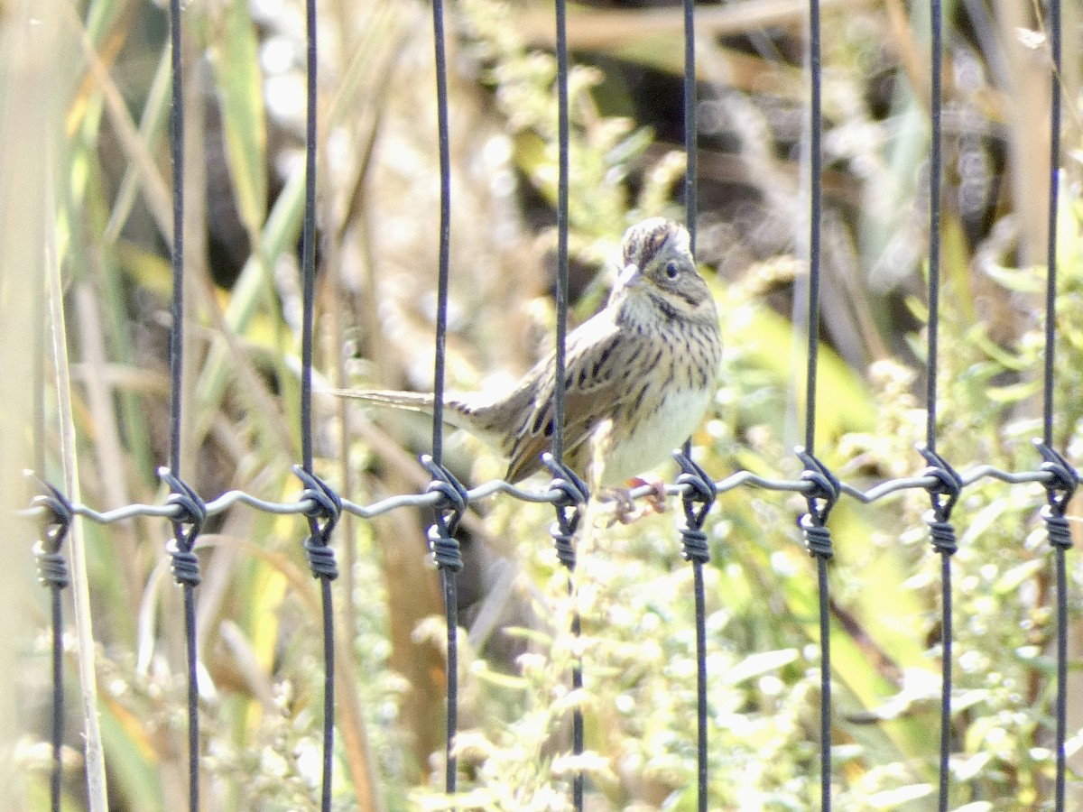 Lincoln's Sparrow - ML609736837