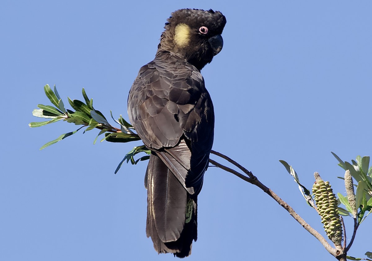 Yellow-tailed Black-Cockatoo - ML609736861