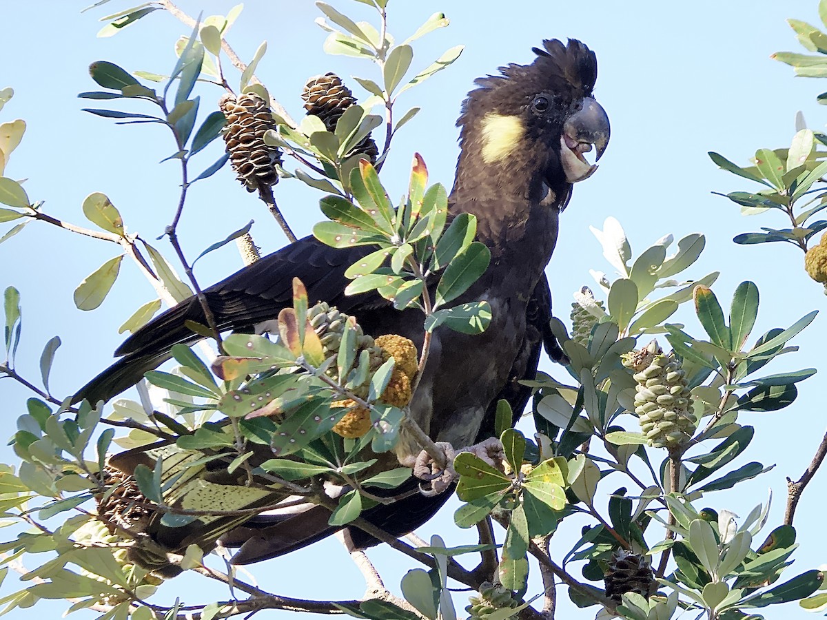 Yellow-tailed Black-Cockatoo - ML609736868