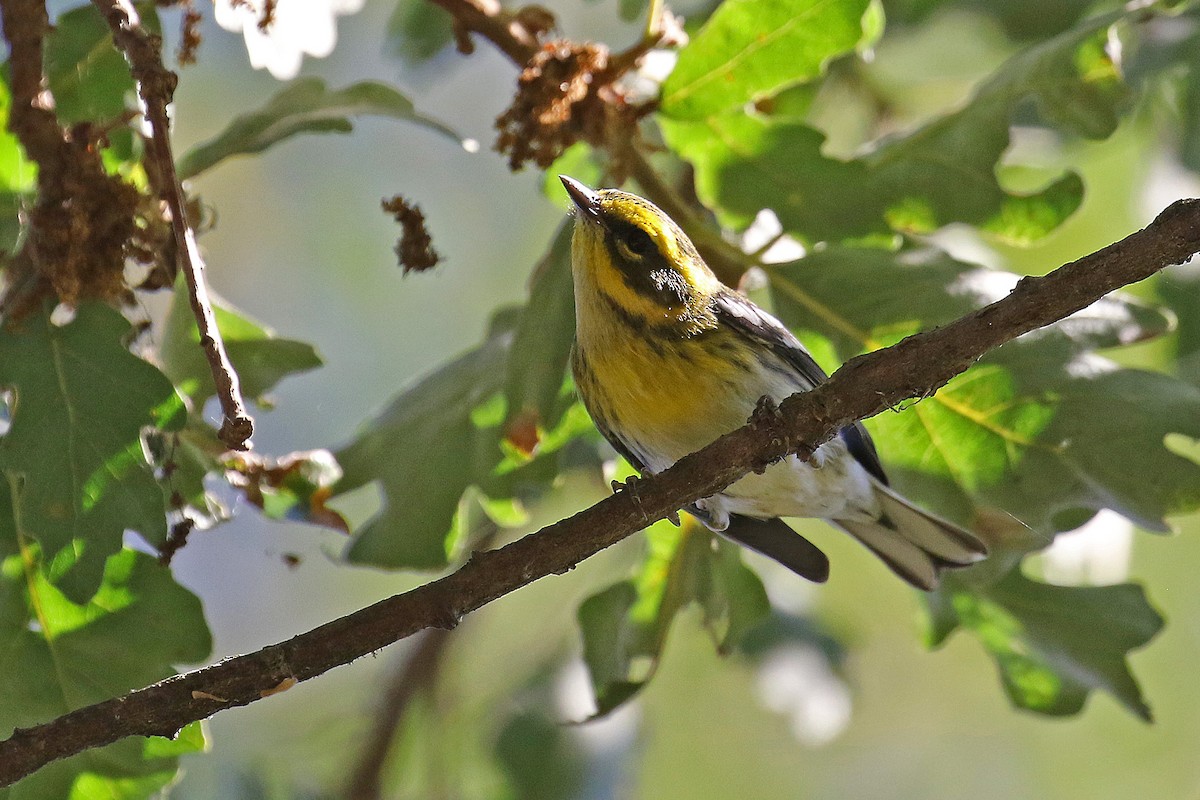 Townsend's Warbler - ML609736871