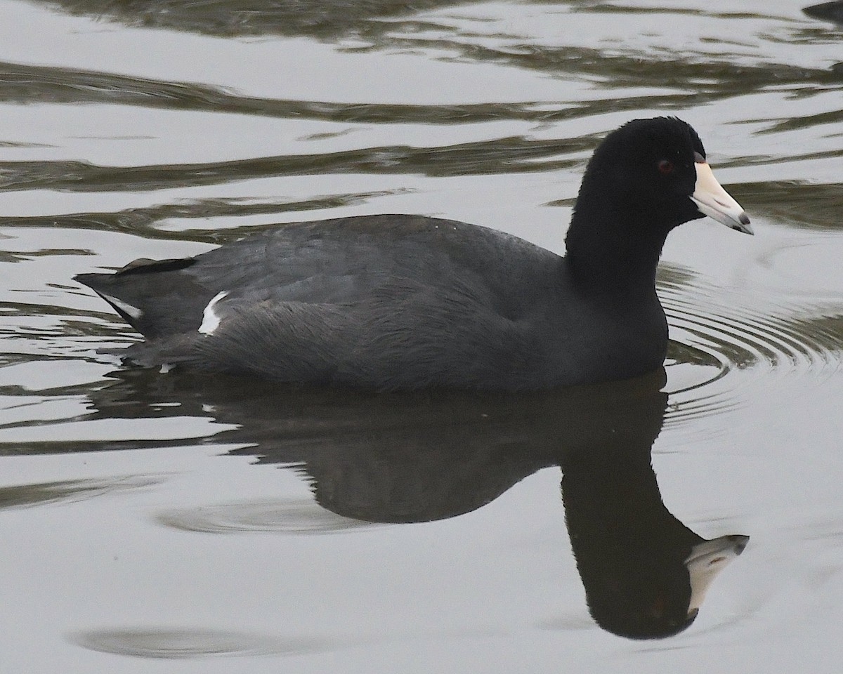 American Coot - ML609736910