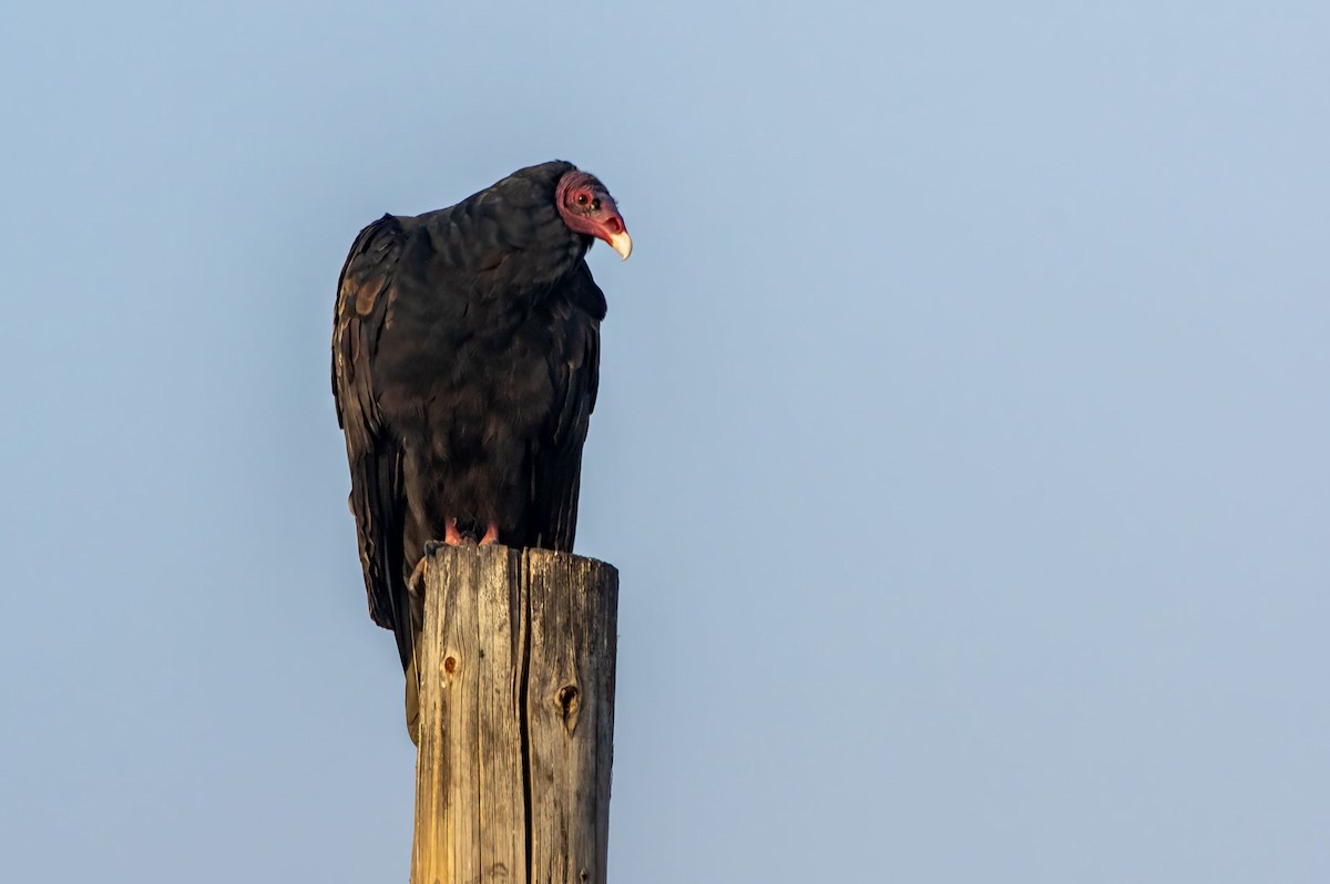 Turkey Vulture - ML609736927