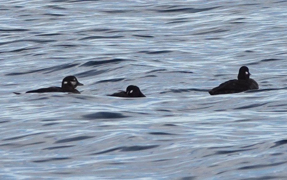 Harlequin Duck - ML609736931