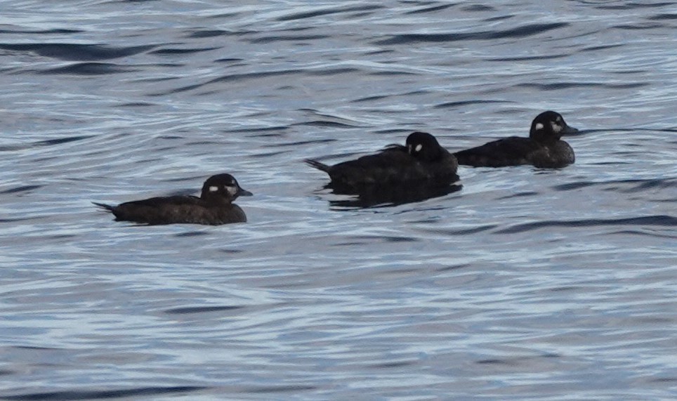 Harlequin Duck - ML609736932