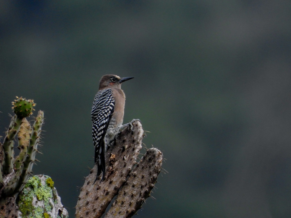 Gray-breasted Woodpecker - Osvaldo Balderas San Miguel