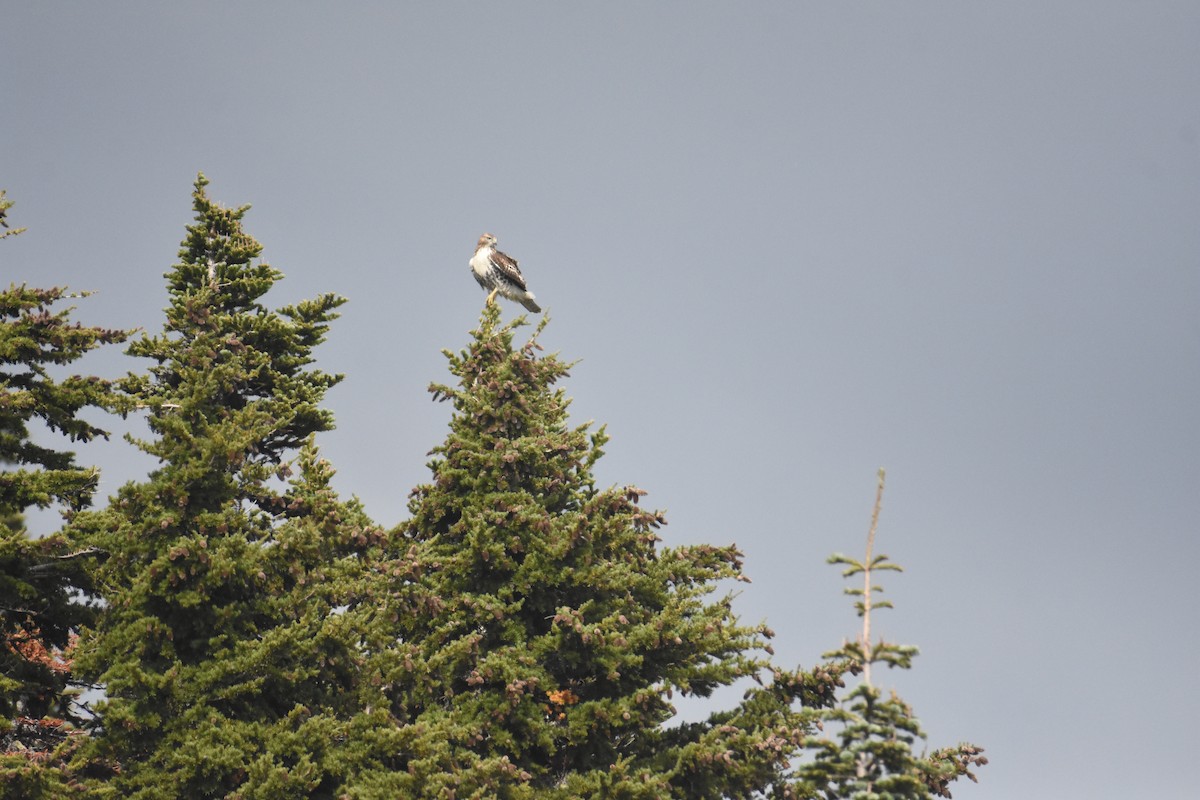 Red-tailed Hawk - Archit Hardikar