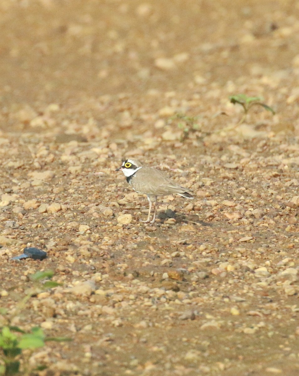 Little Ringed Plover - ML609737040