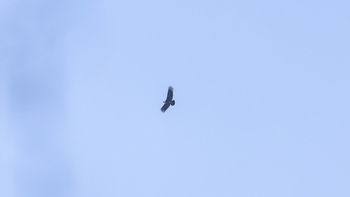 Condor des Andes - ML609737128
